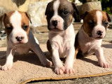 7 chiots 1 femelle 6 mâles Américain Staffordshire Terrier LOF à réserver