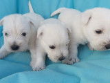 Chiots Westie blancs LOF disponibles à la réservation 1 mâle 3 femelles