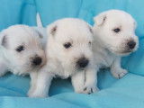 Chiots Westie blancs LOF disponibles à la réservation 1 mâle 3 femelles