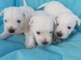 Chiots Westie blancs LOF disponibles à la réservation 1 mâle 3 femelles
