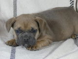 5 chiots Bouledogue Fran&ccedil;ais bluefawn non LOF &agrave; acqu&eacute;rir