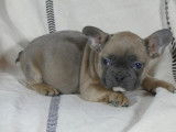 5 chiots Bouledogue Fran&ccedil;ais bluefawn non LOF &agrave; acqu&eacute;rir