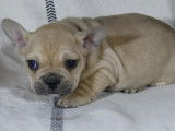 5 chiots Bouledogue Fran&ccedil;ais bluefawn non LOF &agrave; acqu&eacute;rir
