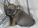 5 chiots Bouledogue Fran&ccedil;ais bluefawn non LOF &agrave; acqu&eacute;rir