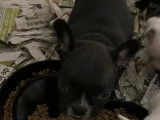 6 chiots Bouledogue Fran&ccedil;ais exotiques non LOF &agrave; placer