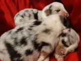 12 chiots Bergers Australien LOF à réserver 6 femelles 6 mâles
