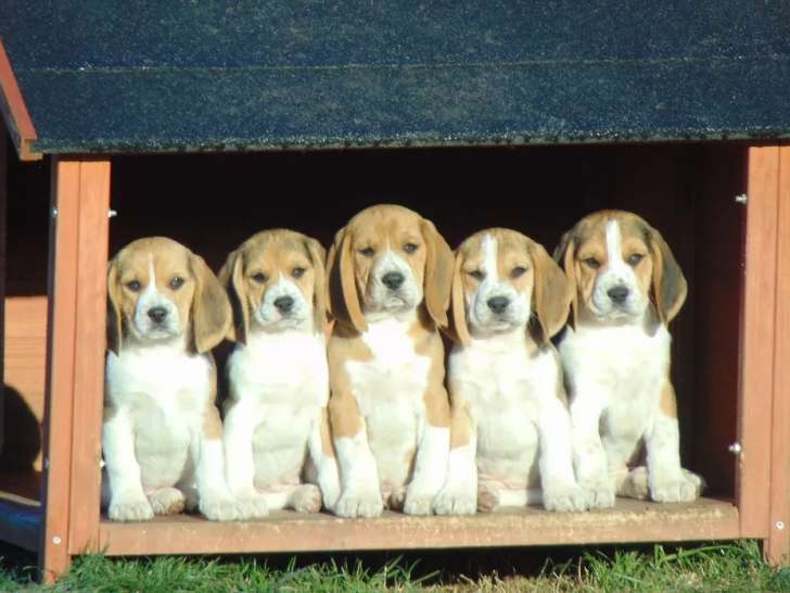 Disponibles de suite 6 chiots Beagle non LOF 2 mâles et 4 femelles