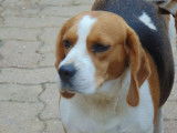Disponibles de suite 6 chiots Beagle non LOF 2 mâles et 4 femelles