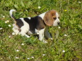 Disponibles de suite 6 chiots Beagle non LOF 2 mâles et 4 femelles