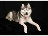 Husky Sibérien disponible pour saillie