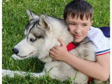 Husky Sibérien disponible pour saillie