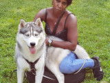 Husky Sibérien disponible pour saillie