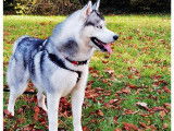 Husky Sibérien disponible pour saillie