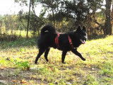 Propose mâle Schipperke LOF pour saillie