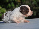 Chiots Berger Australien Miniature LOF &agrave; vendre