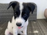 Adorable chiot mâle croisé Berger non-LOF, blanc et noir, cherche un foyer aimant