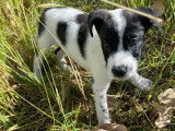 Adorable chiot mâle croisé Berger non-LOF, blanc et noir, cherche un foyer aimant