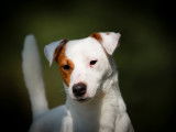 Etalon Jack Russel LOF disponible pour saillie