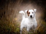 Etalon Jack Russel LOF disponible pour saillie