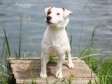 Etalon Jack Russel LOF disponible pour saillie