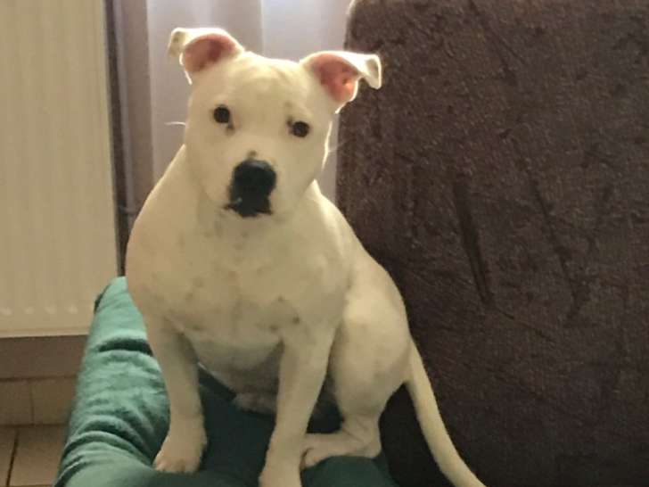 Chien adulte de race Staffordshire Bull Terrier à vendre