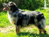 Etalon Berger Australien bleu merle LOF disponible pour saillie
