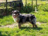 Etalon Berger Australien bleu merle LOF disponible pour saillie