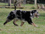 Etalon Berger Australien bleu merle LOF disponible pour saillie