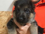 Chiots Berger Allemand LOF à vendre