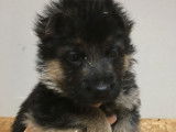 Chiots Berger Allemand LOF à vendre