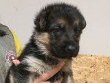 Chiots Berger Allemand LOF à vendre