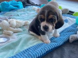 Chiots Beagle LOF à vendre