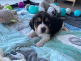 Chiots Beagle LOF à vendre