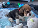 Chiots Beagle LOF à vendre