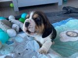 Chiots Beagle LOF à vendre