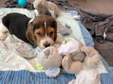Chiots Beagle femelles LOF à vendre