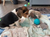 Chiots Beagle femelles LOF à vendre