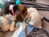 Chiots Beagle femelles LOF à vendre