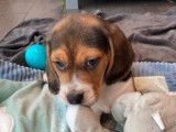 Chiots Beagle femelles LOF à vendre