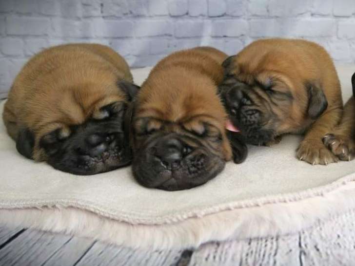 4 chiots Dogues de Bordeaux à vendre (1 Femelle & 3 Mâles)