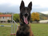 Imposant Berger Belge mâle, robe charbonnée, LOF, né en juillet 2019, disponible pour saillie