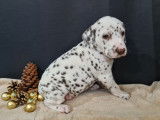 Chiots de race Dalmatien à vendre (4 femelles & 1 mâle)