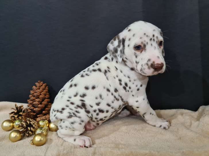 Chiots de race Dalmatien à vendre (4 femelles & 1 mâle)