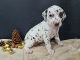 Chiots de race Dalmatien à vendre (4 femelles & 1 mâle)