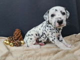 Chiots de race Dalmatien à vendre (4 femelles & 1 mâle)