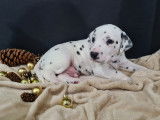 Chiots de race Dalmatien à vendre (4 femelles & 1 mâle)