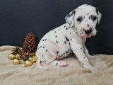 Chiots de race Dalmatien à vendre (4 femelles & 1 mâle)