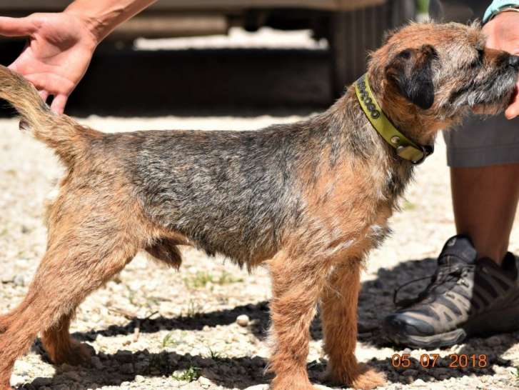Affectueux Border Terrier mâle LOF, né en juillet 2012, disponible pour saillie