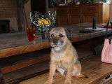 Affectueux Border Terrier m&acirc;le LOF, n&eacute; en juillet 2012, disponible pour saillie