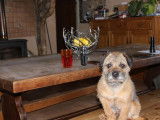 Affectueux Border Terrier m&acirc;le LOF, n&eacute; en juillet 2012, disponible pour saillie